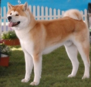 Акита ину