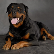 Ротвейлер