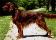 Ирландский сеттер